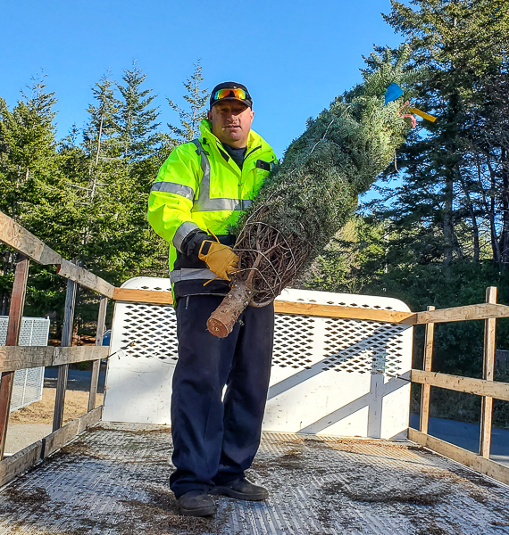 unloading trees