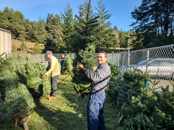 Unloading Christmas Trees