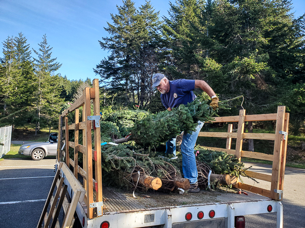 Unloading Christmas Trees