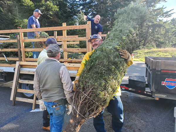 Unloading Christmas Trees