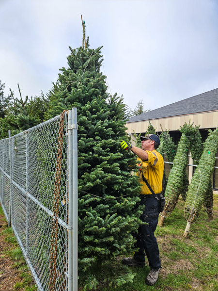 unloading xmas trees