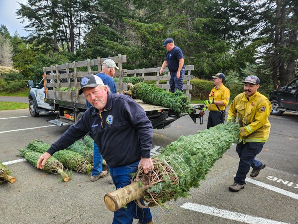 unloading xmas trees